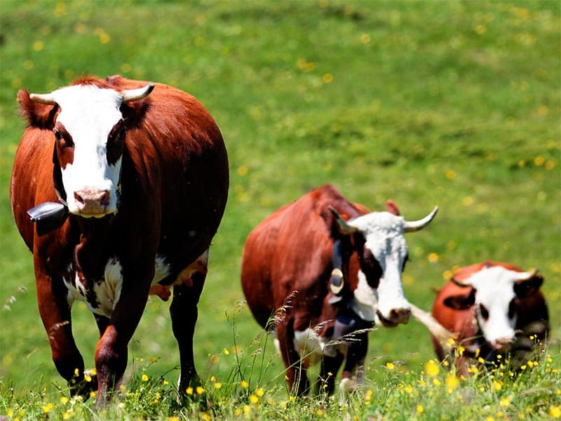 Funeral Cow Cash Plan