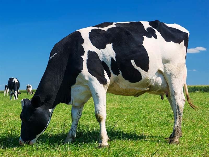 Funeral Cow Cash Plan