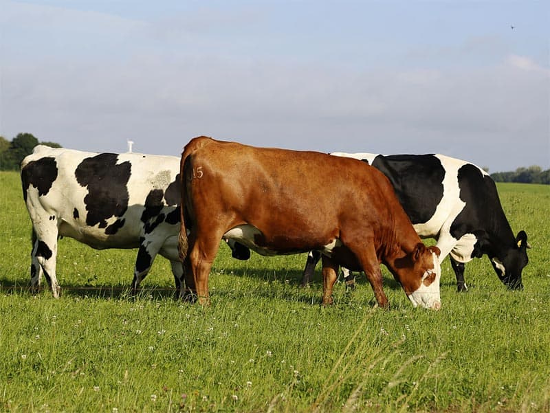 Funeral Cow Cash Plan